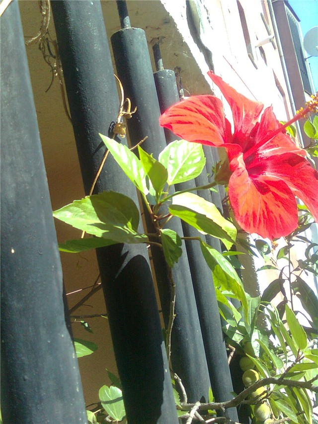hibiskus